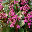 Bergénie srdčitá 'Eroica' - Bergenia cordifolia 'Eroica'