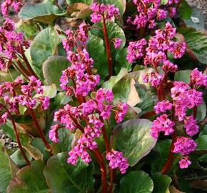 Bergénie srdčitá 'Eroica' - Bergenia cordifolia 'Eroica'