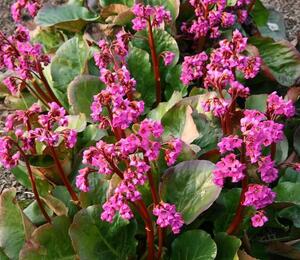 Bergénie srdčitá 'Eroica' - Bergenia cordifolia 'Eroica'
