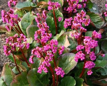 Bergénie srdčitá 'Eroica'