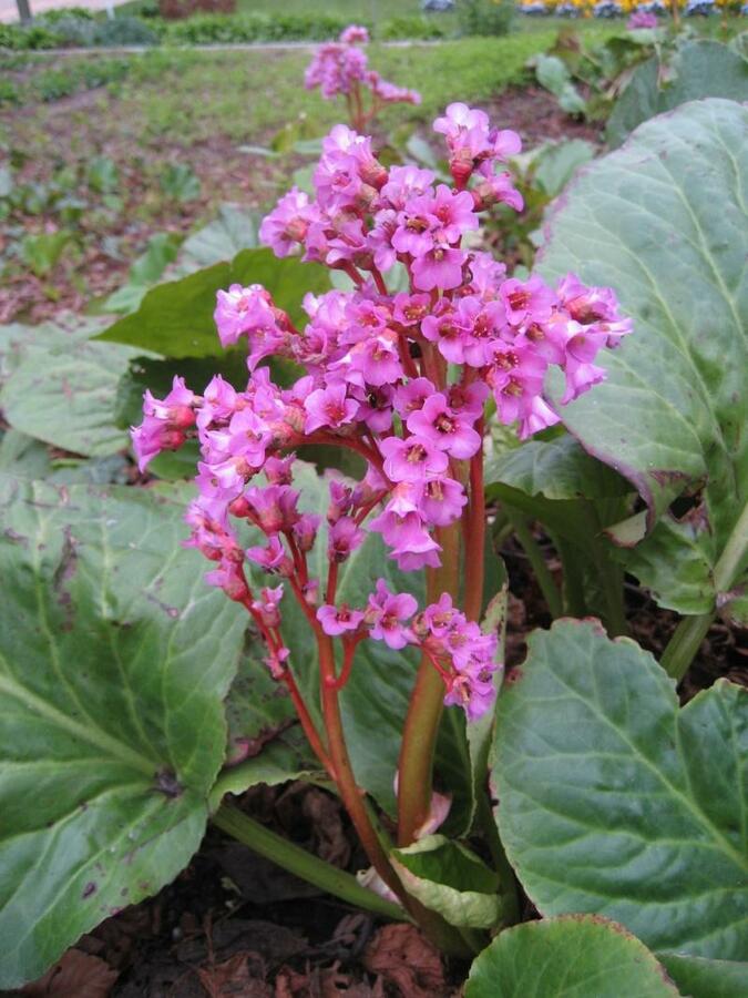 Bergénie srdčitá 'Eroica' - Bergenia cordifolia 'Eroica'