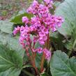 Bergénie srdčitá 'Eroica' - Bergenia cordifolia 'Eroica'