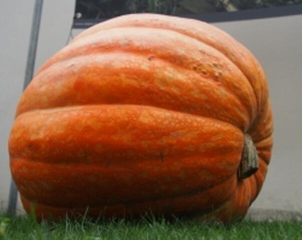 Tykev velkoplodá 'Atlantic Giant' - Cucurbita maxima 'Atlantic Giant'