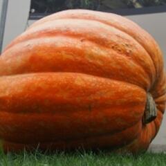 Tykev velkoplodá 'Atlantic Giant' - Cucurbita maxima 'Atlantic Giant'