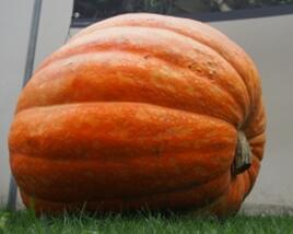 Tykev velkoplodá 'Atlantic Giant'