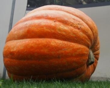 Tykev velkoplodá 'Atlantic Giant'
