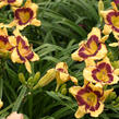 Denivka 'Ledgewood Born Free' - Hemerocallis 'Ledgewood Born Free'