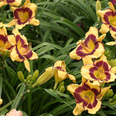 Denivka 'Ledgewood Born Free' - Hemerocallis 'Ledgewood Born Free'