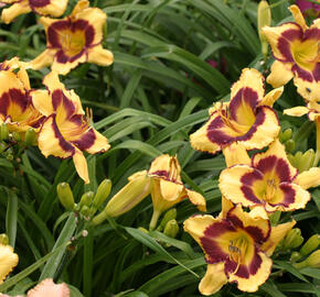 Denivka 'Ledgewood Born Free' - Hemerocallis 'Ledgewood Born Free'