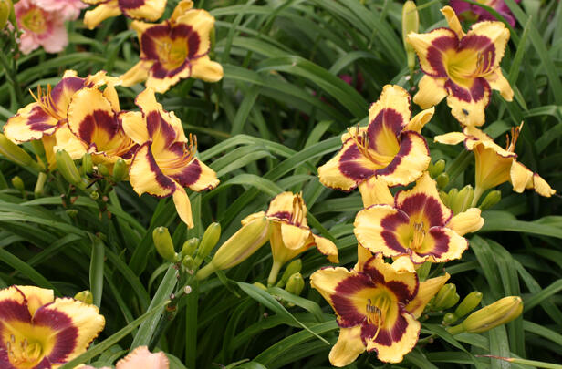 Denivka 'Langewood Born Free' - Hemerocallis 'Langewood Born Free'