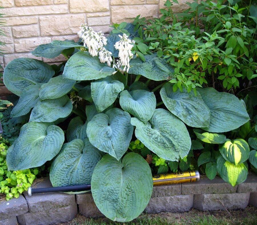 Bohyška 'Big Daddy' - Hosta sieboldiana 'Big Daddy'