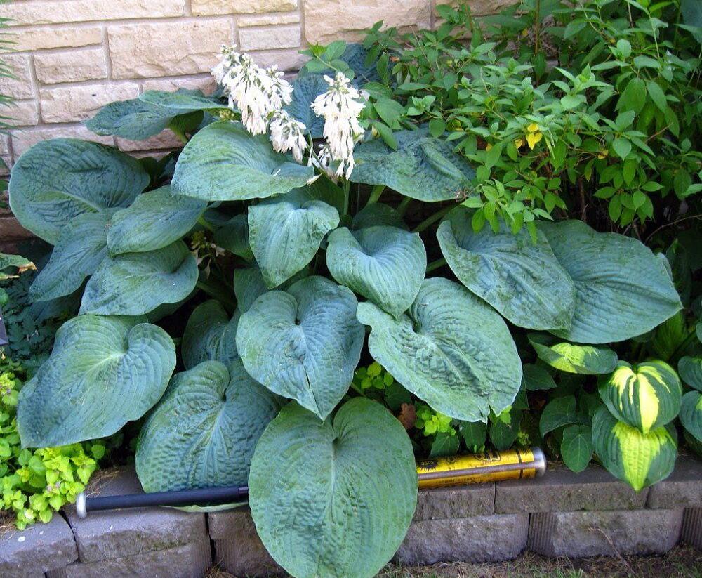 Bohyška 'Big Daddy' - Hosta sieboldiana 'Big Daddy'