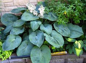 Bohyška 'Big Daddy' - Hosta sieboldiana 'Big Daddy'