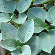 Bohyška 'Big Daddy' - Hosta sieboldiana 'Big Daddy'