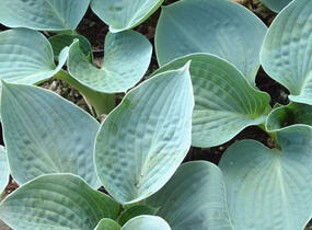 Bohyška 'Big Daddy' - Hosta sieboldiana 'Big Daddy'