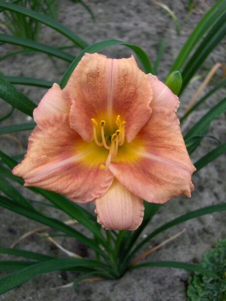 Denivka 'Longfields Chihuahua' - Hemerocallis 'Longfields Chihuahua'