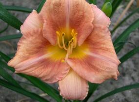 Denivka 'Longfields Chihuahua' - Hemerocallis 'Longfields Chihuahua'