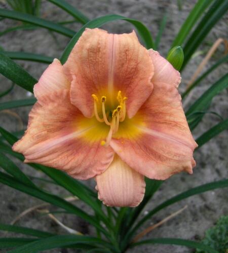 Denivka 'Longfield Chihuahua' - Hemerocallis 'Longfield Chihuahua'