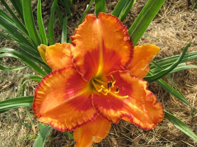 Denivka 'Volcano Queen' - Hemerocallis 'Volcano Queen'