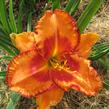 Denivka 'Volcano Queen' - Hemerocallis 'Volcano Queen'