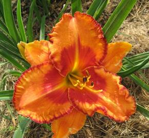 Denivka 'Volcano Queen' - Hemerocallis 'Volcano Queen'