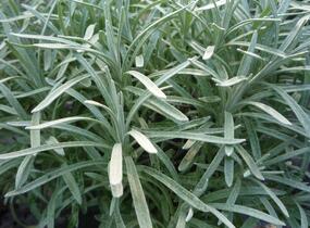 Smil 'Silverball' - Helichrysum stoechas 'Silverball'