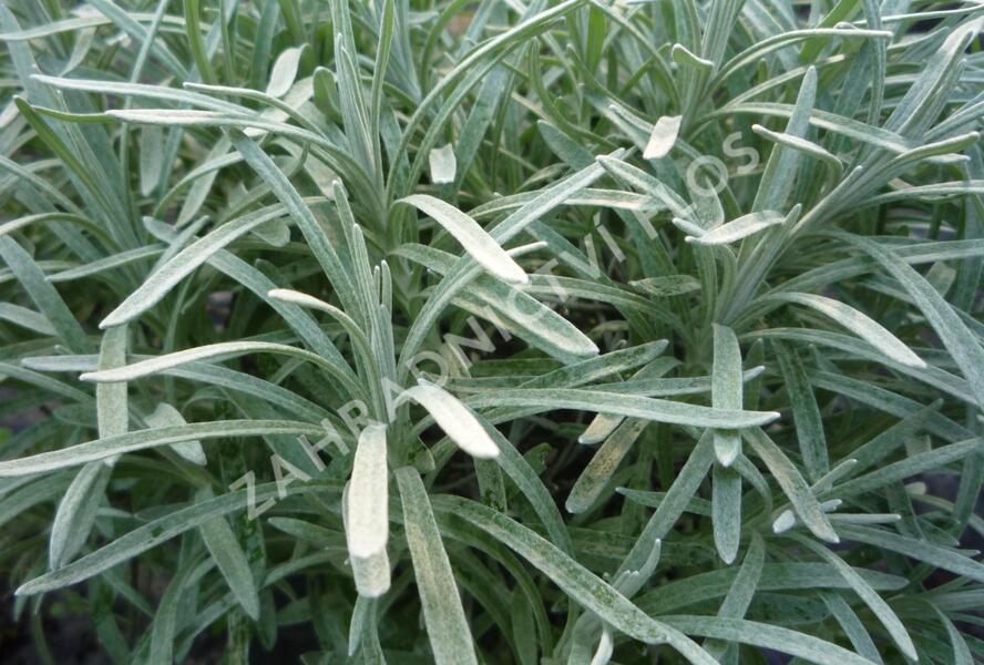 Smil 'Silverball' - Helichrysum stoechas 'Silverball'
