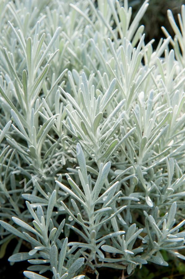 Smil 'Silverball' - Helichrysum stoechas 'Silverball'