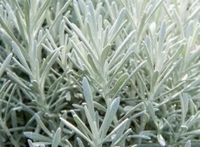 Smil 'Silverball' - Helichrysum stoechas 'Silverball'