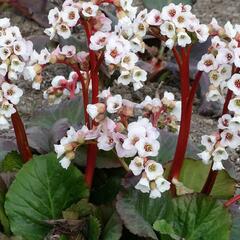 Bergénie srdčitá 'Bach' - Bergenia cordifolia 'Bach'