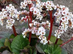 Bergénie srdčitá 'Bach' - Bergenia cordifolia 'Bach'
