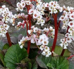 Bergénie srdčitá 'Bach' - Bergenia cordifolia 'Bach'