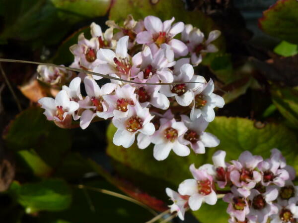 Bergénie srdčitá 'Bach' - Bergenia cordifolia 'Bach'