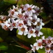 Bergénie srdčitá 'Bach' - Bergenia cordifolia 'Bach'