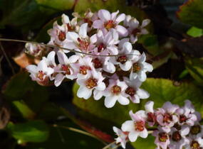 Bergénie srdčitá 'Bach' - Bergenia cordifolia 'Bach'