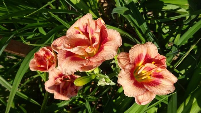 Denivka 'Just My Size' - Hemerocallis 'Just My Size'