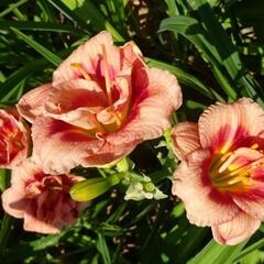 Denivka 'Just My Size' - Hemerocallis 'Just My Size'