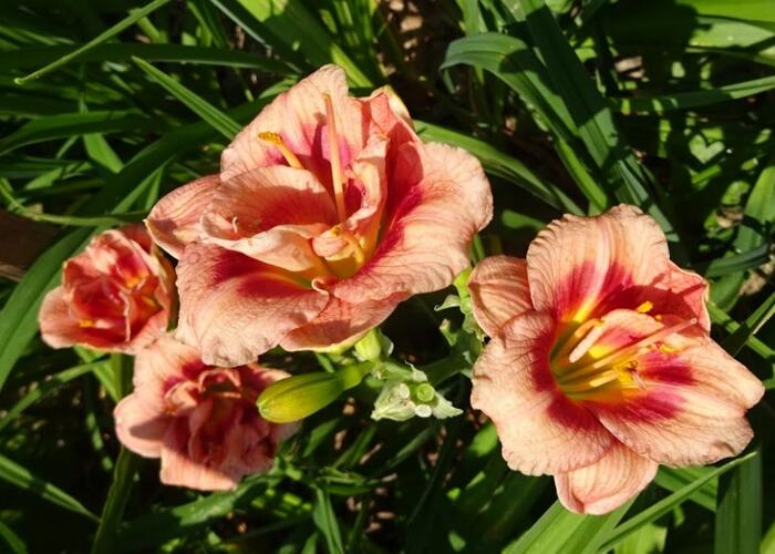 Denivka 'Just My Sizze' - Hemerocallis 'Just My Sizze'