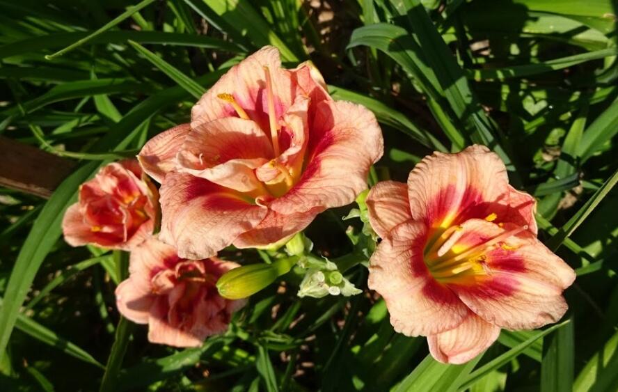 Denivka 'Just My Size' - Hemerocallis 'Just My Size'