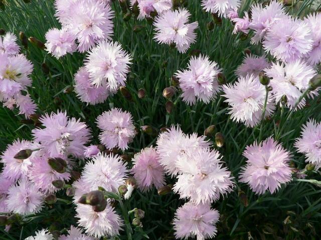 Hvozdík péřitý 'Mrs Sinkins' - Dianthus plumarius 'Mrs Sinkins'