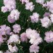 Hvozdík péřitý 'Mrs Sinkins' - Dianthus plumarius 'Mrs Sinkins'