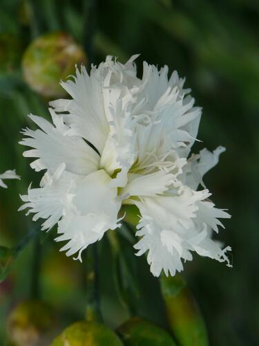 Hvozdík péřitý 'Mrs Sinkins' - Dianthus plumarius 'Mrs Sinkins'