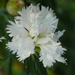 Hvozdík péřitý 'Mrs Sinkins' - Dianthus plumarius 'Mrs Sinkins'