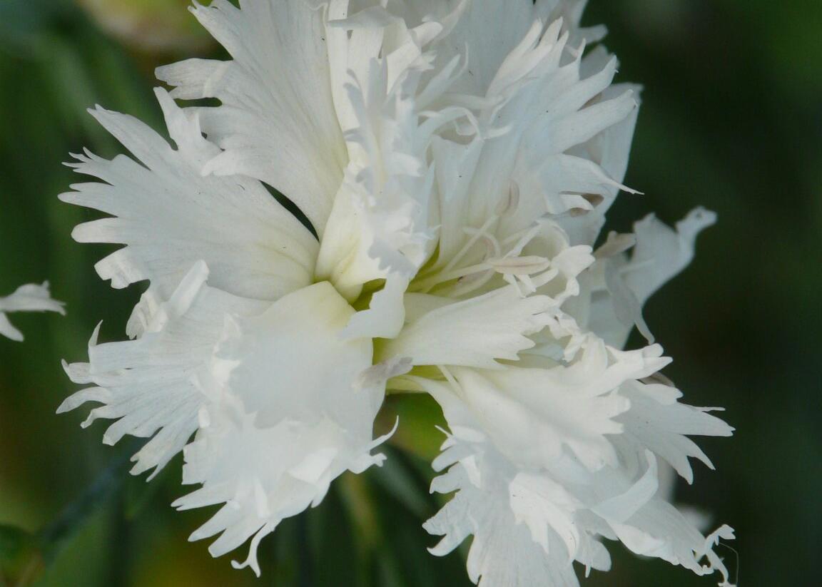 Hvozdík péřitý 'Mrs Sinkins' - Dianthus plumarius 'Mrs Sinkins'