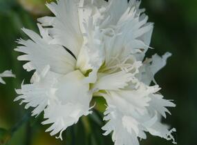 Hvozdík péřitý 'Mrs Sinkins' - Dianthus plumarius 'Mrs Sinkins'