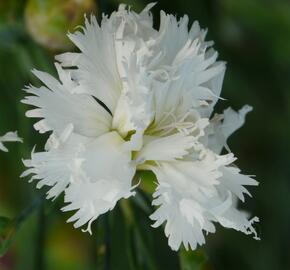 Hvozdík péřitý 'Mrs Sinkins' - Dianthus plumarius 'Mrs Sinkins'