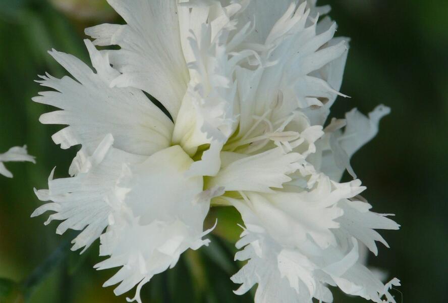 Hvozdík péřitý 'Mrs Sinkins' - Dianthus plumarius 'Mrs Sinkins'