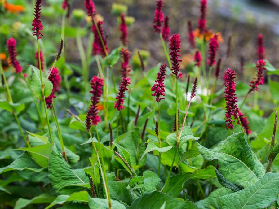 Rdesno 'Blackfield' - Bistorta amplexicaulis 'Blackfield'