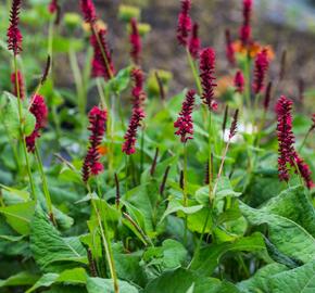 Rdesno 'Blackfield' - Bistorta amplexicaulis 'Blackfield'