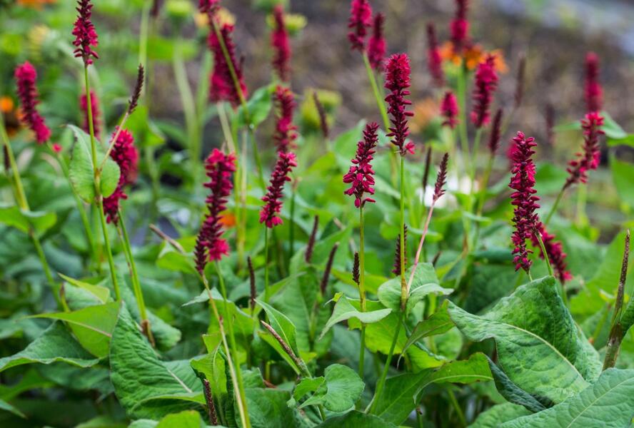 Rdesno objímavé 'Blackfield' - Bistorta amplexicaulis 'Blackfield'